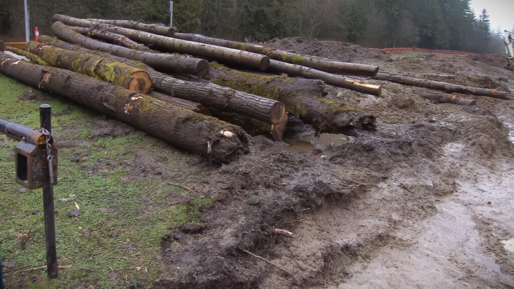 Trees downed at 100 Avenue for the road widening project